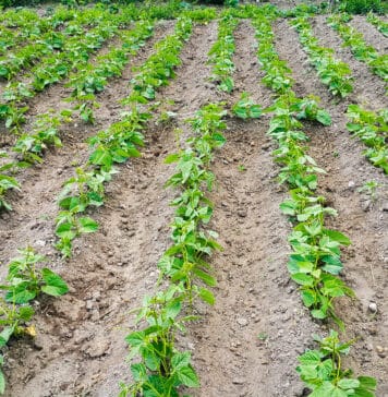 Beanstalk Farms